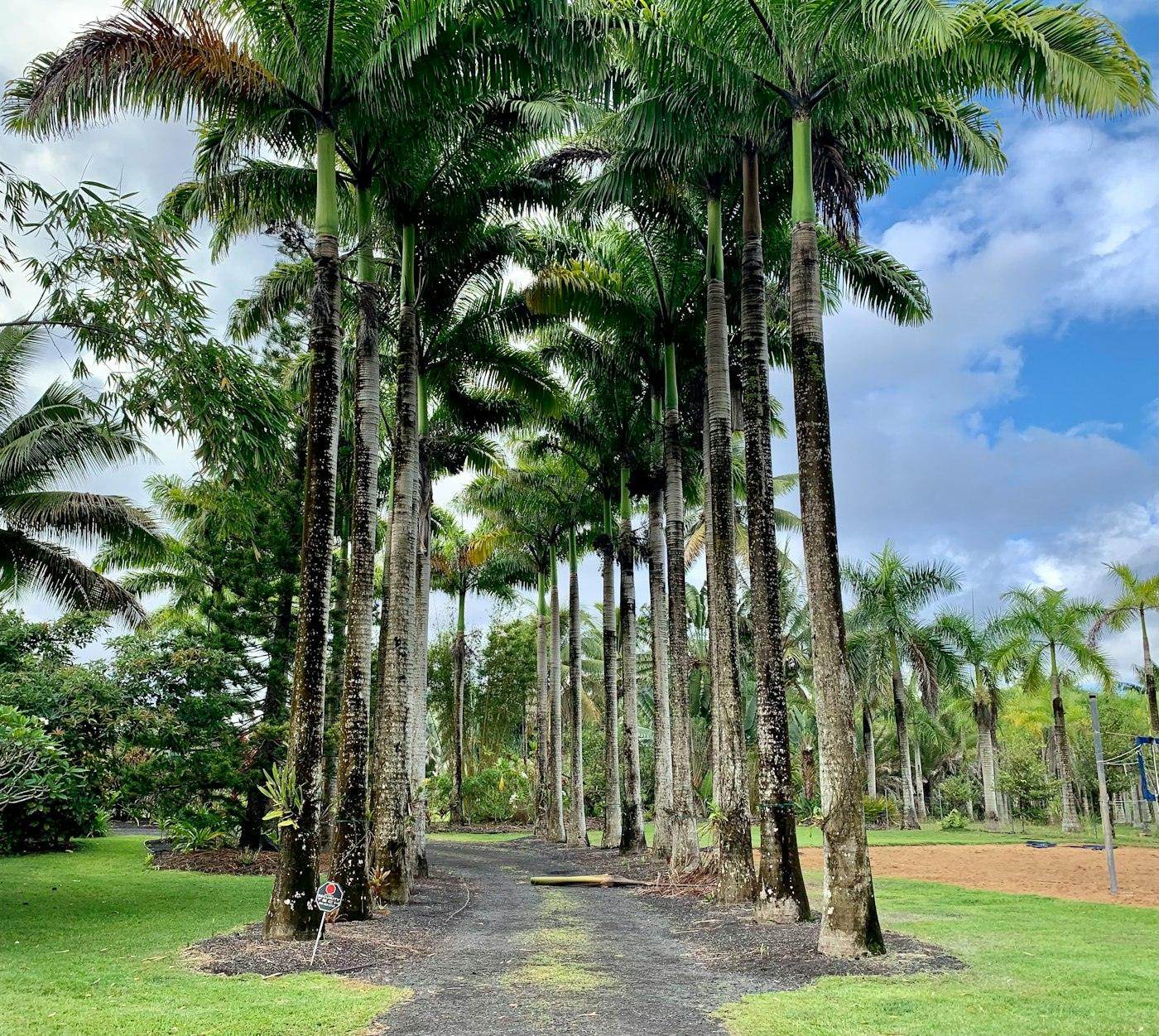 Avenue of royal palms along a quiet residential drive