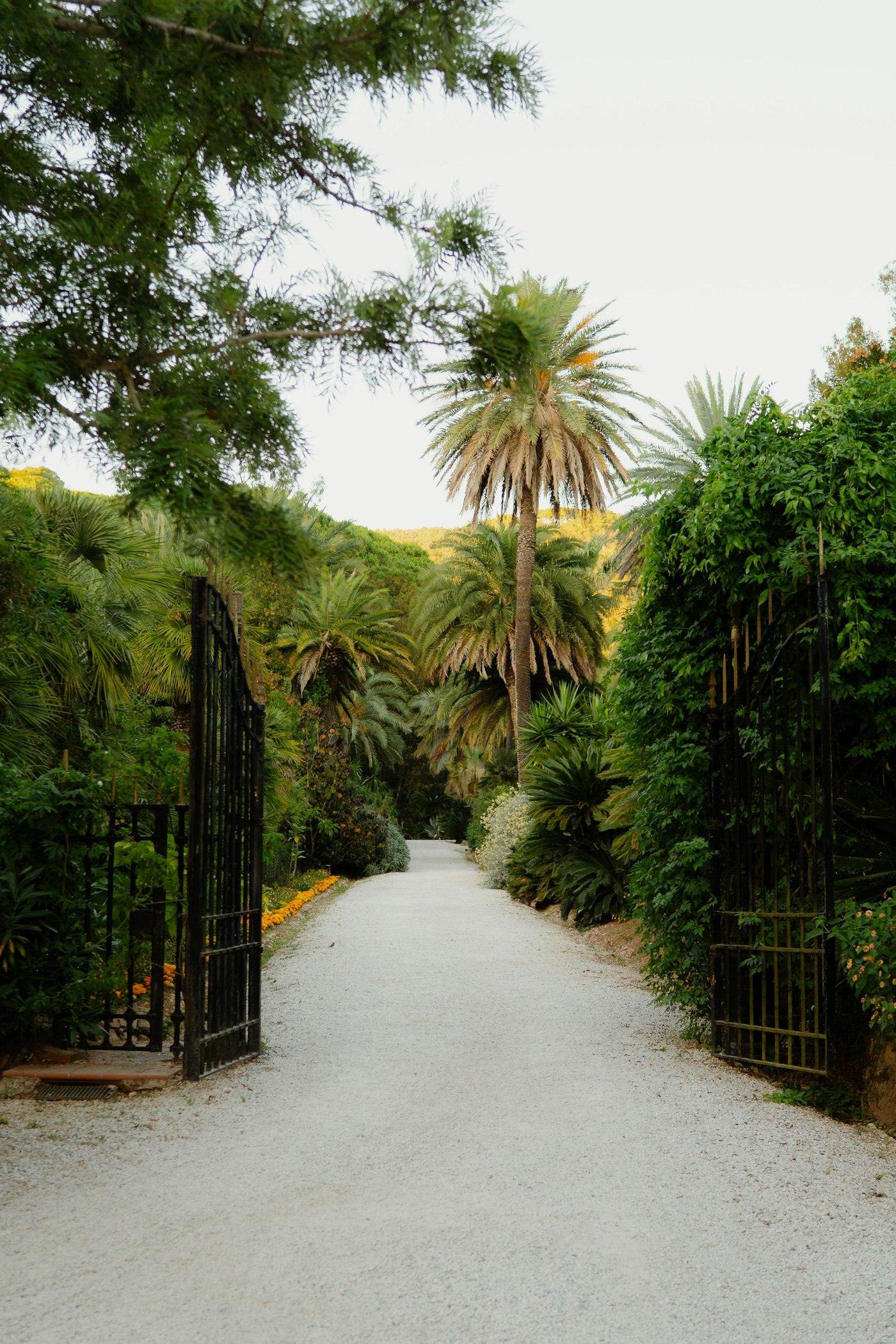 Gated estate entrance with palm-lined driveway