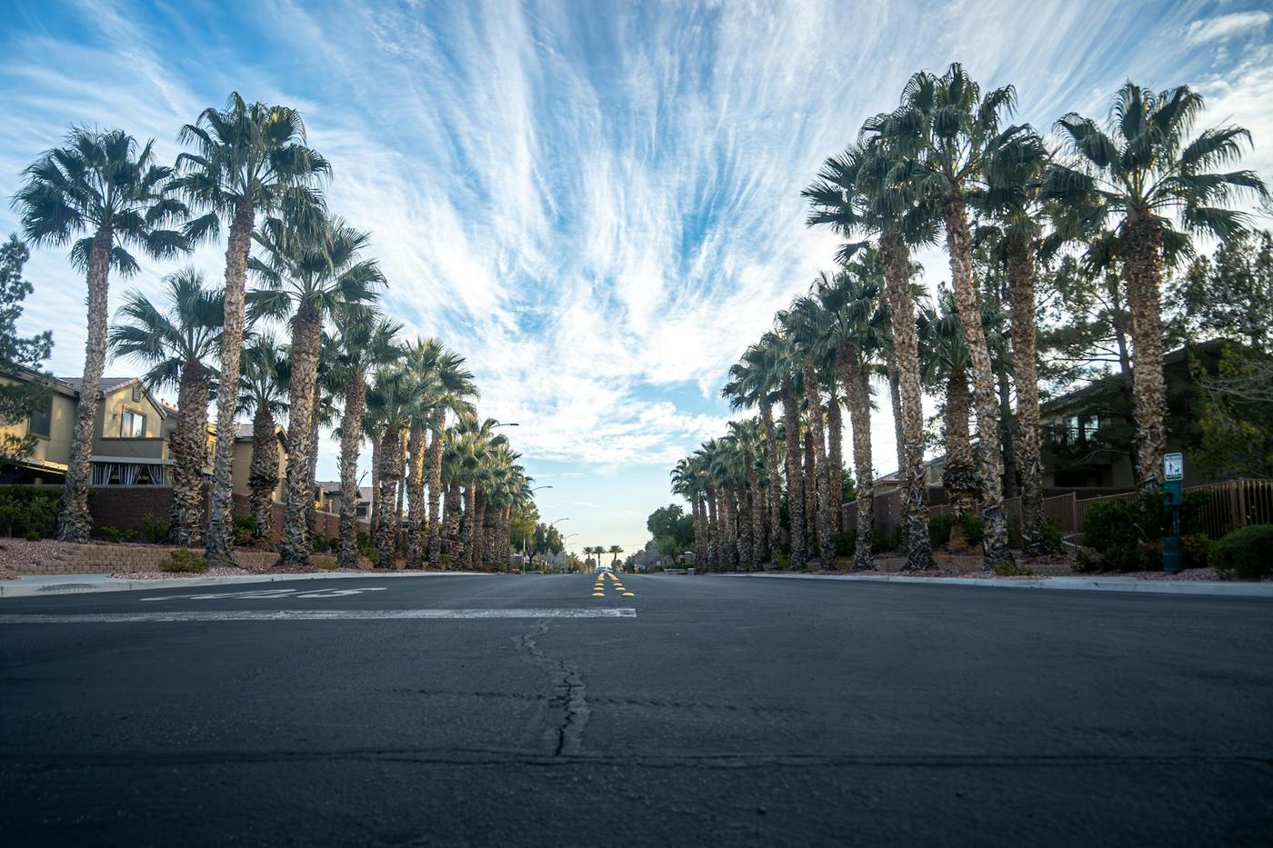 Palm-lined residential street under a blue sky